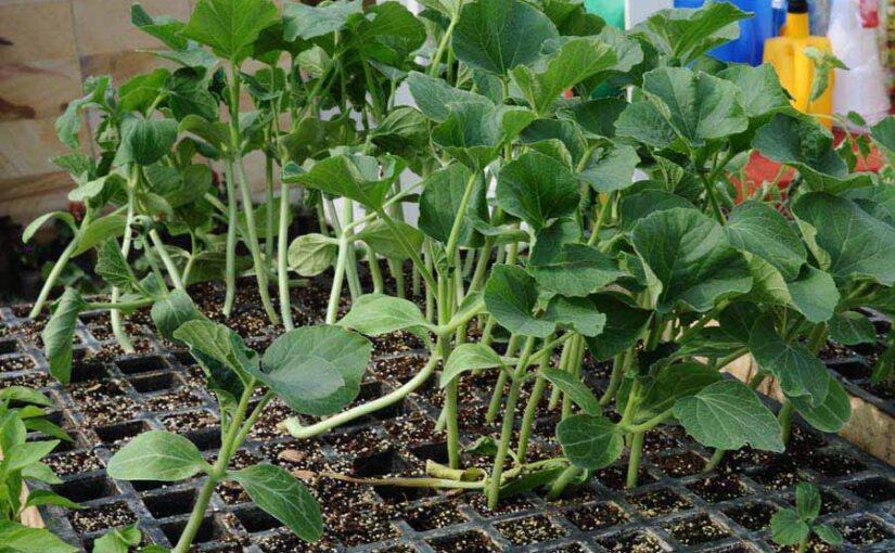 नर्सरी में तैयार करें लतावर्गीय सब्जियों की पौध