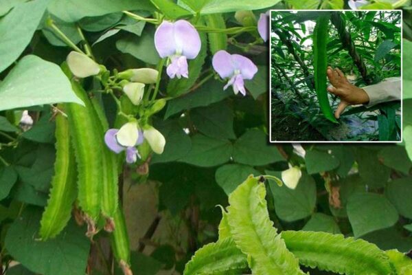 पंखिया सेम : किसानों की आय का नया जरीया