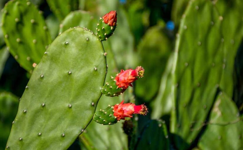 कांटारहित नागफनी पशुओं का उत्तम चारा