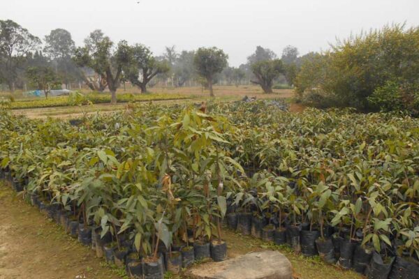 फलदार पौधों की नर्सरी का व्यवसाय, आमदनी का मजबूत साधन