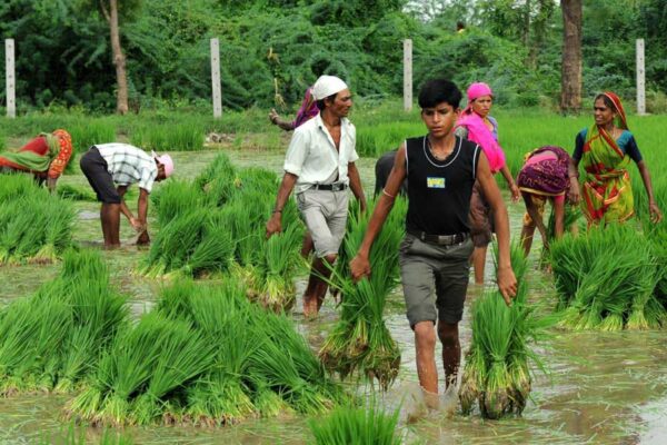 खरीफ में सब्जी,धान व दलहनी फसलों की उन्नत किस्में लगाएं
