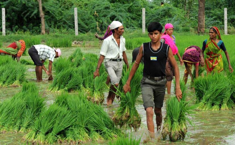 खरीफ में सब्जी,धान व दलहनी फसलों की उन्नत किस्में लगाएं