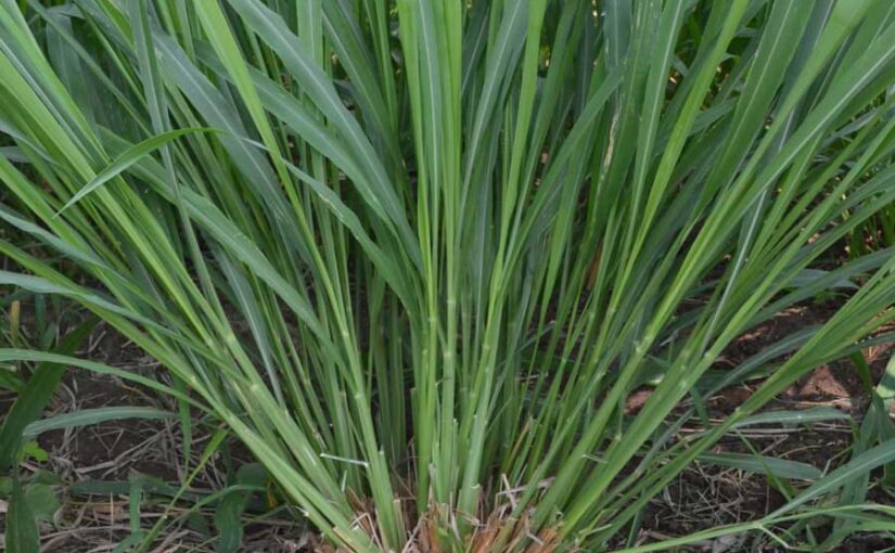 सालभर हरे चारे के लिए उत्तम है गिनी घास की खेती