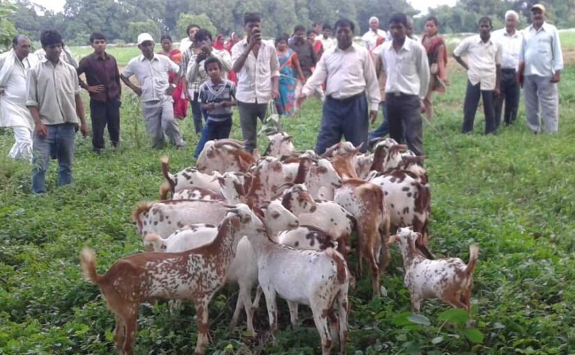 कमाई का जरीया है बरबरी बकरीपालन