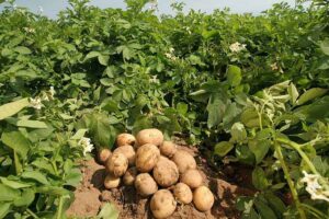 potato farming