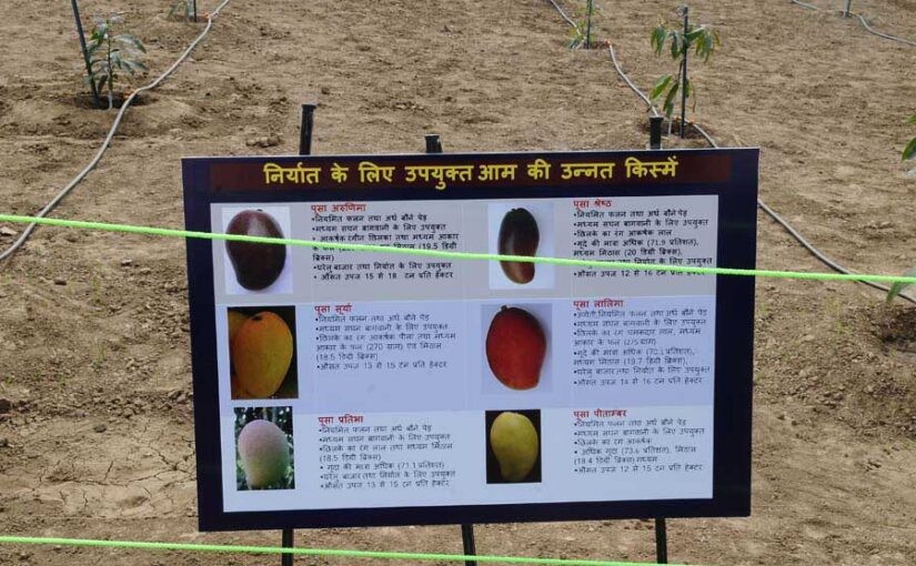 आम पौध की रोपाई तकनीक और कीटरोगों की रोकथाम