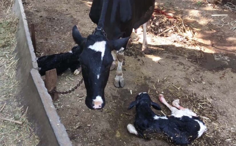 ब्याने के बाद मादा गौवंशों में जेर रुक जाना