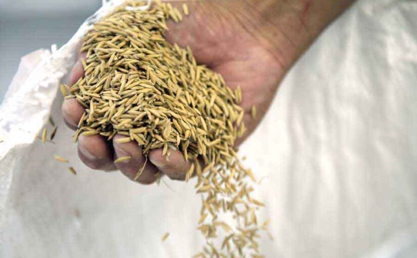 धान की सीधी बोआई