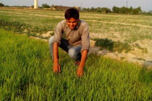 धान की नर्सरी प्रबंधन