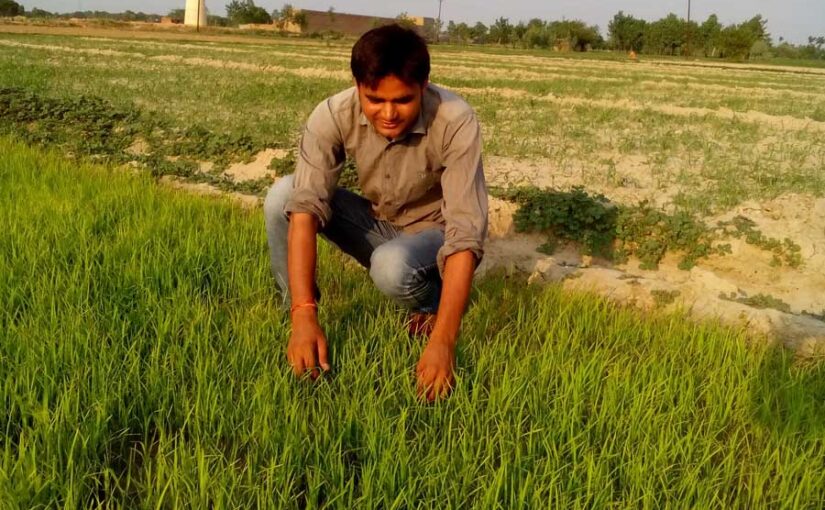 धान की नर्सरी प्रबंधन