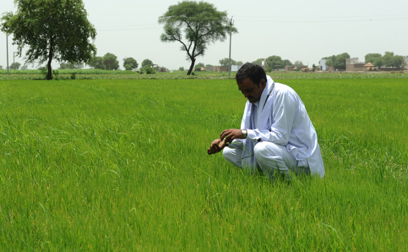धान की फसल का कीड़ों से बचाव