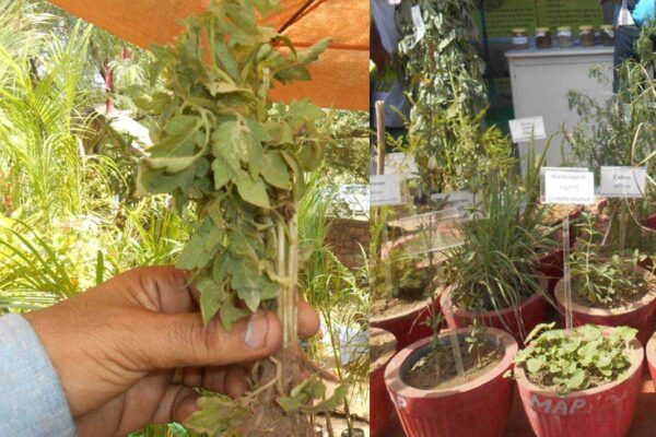 गमलों में टेरेस गार्डन बनाने की तकनीक