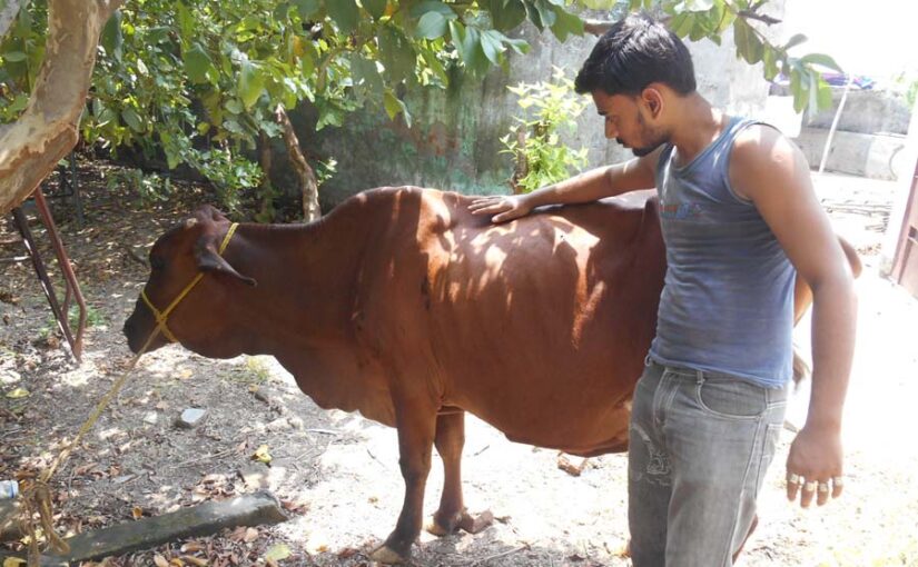 गर्भवती दुधारू पशुओं की देखभाल