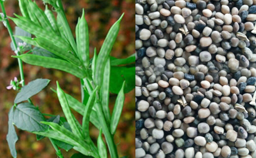 ग्वार की खेती : हरियाणा के लिए  उन्नत किस्में