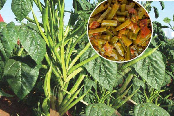 चारे व सब्जी के लिए ग्वार की खेती