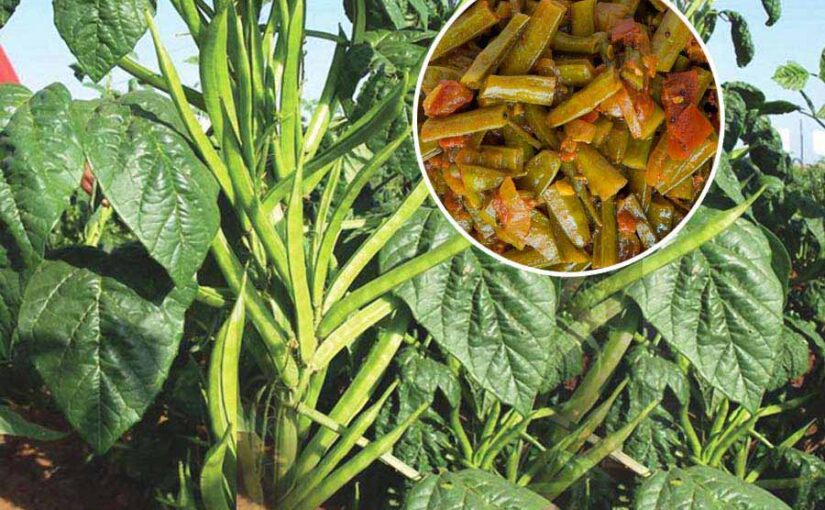 चारे व सब्जी के लिए ग्वार की खेती