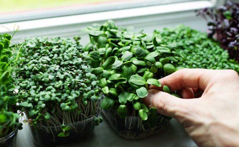 माइक्रोग्रींस उगा कर करें एंजोय