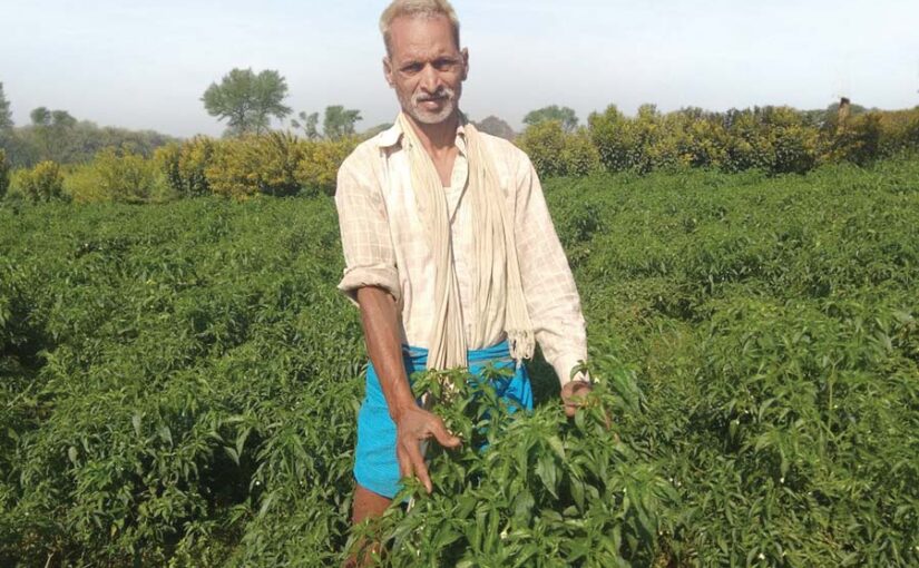 मिर्च की फसल में लगने वाले कीट और रोग