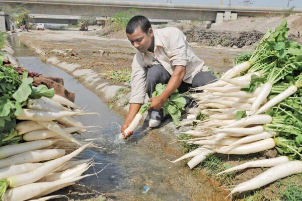मूली की खेती और उन्नत किस्में