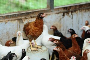 Poultry