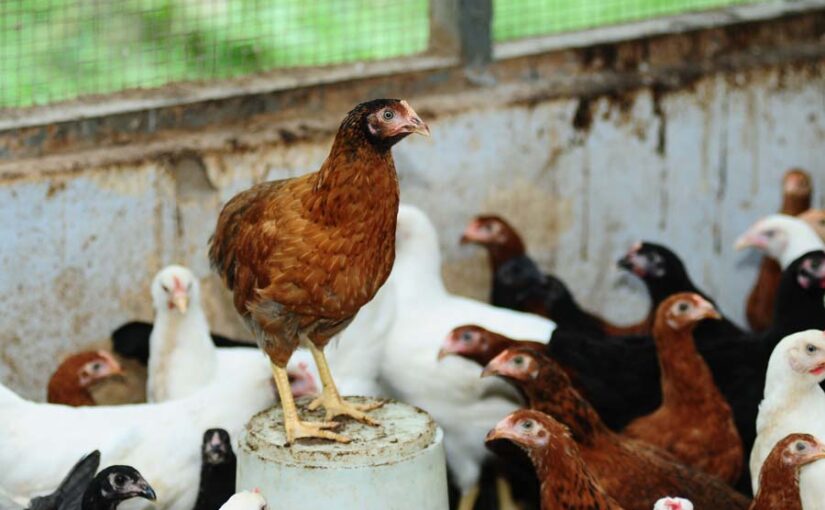 पोल्ट्री किसानों के लिए सलाह