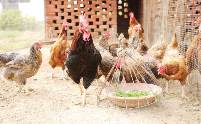 मुरगीपालन में आने वाली चुनौतियों का समाधान