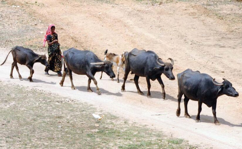 पशुओं का देखभाल