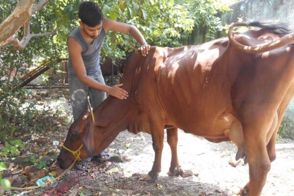 पशु की सेहत का रखें खयाल