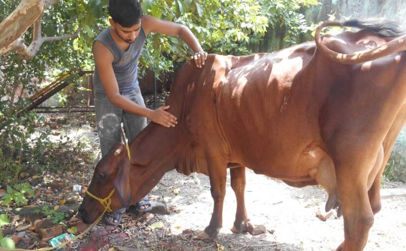 पशु की सेहत का रखें खयाल