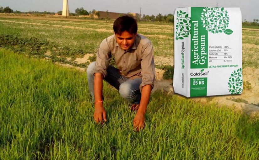 जिप्सम का इस्तेमाल क्यों, कब और कैसे करें