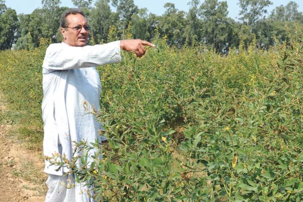 अरहर की खेती से कमाएं मुनाफा