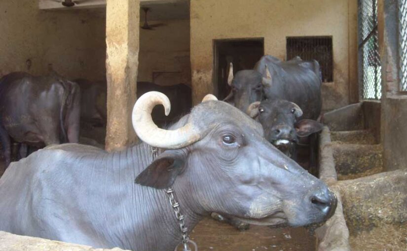 भैंसपालन : अच्छी नस्ल और खानपान