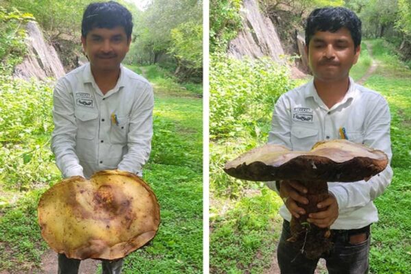 5 किलोग्राम की मशरूम : देख रह जाएंगे दंग