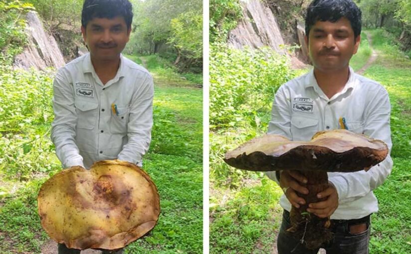 5 किलोग्राम की मशरूम : देख रह जाएंगे दंग