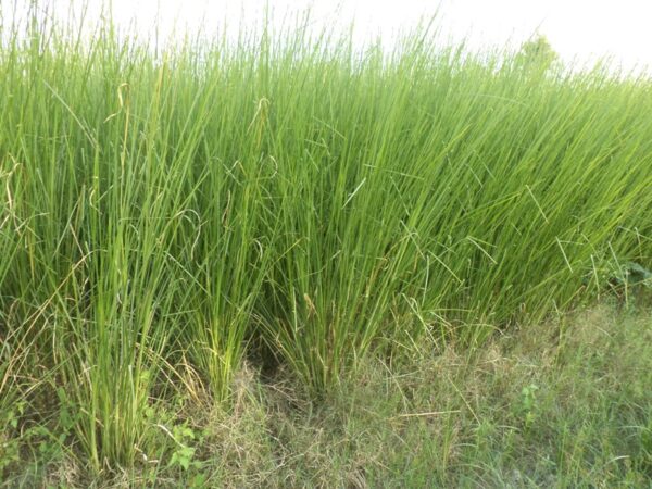 खस की खेती : कम लागत में बनाए मालामाल