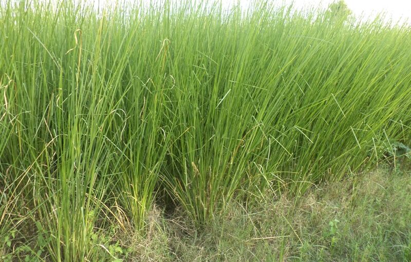 खस की खेती : कम लागत में बनाए मालामाल