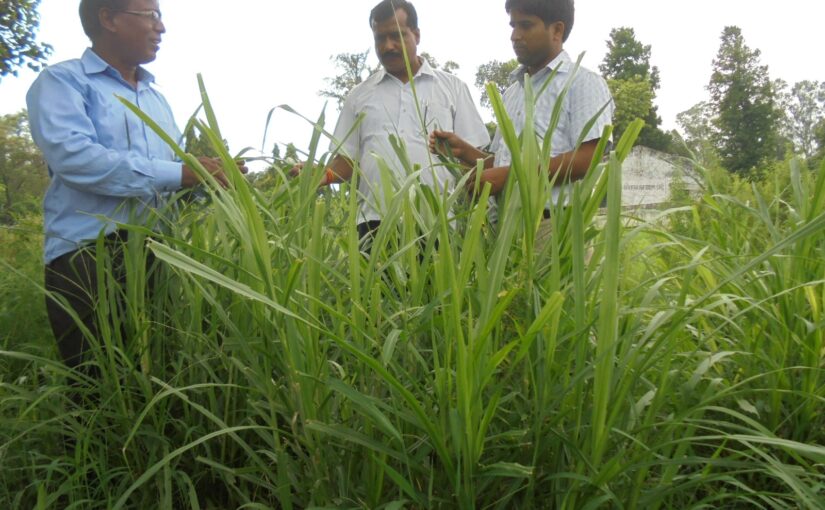 सालभर हरे चारे के लिए उत्तम है गिनी घास की खेती