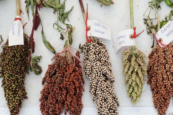 केन्‍या में आयोजित हुआ भारतअफ्रीका अंतर्राष्‍ट्रीय मोटा अनाज सम्‍मेलन