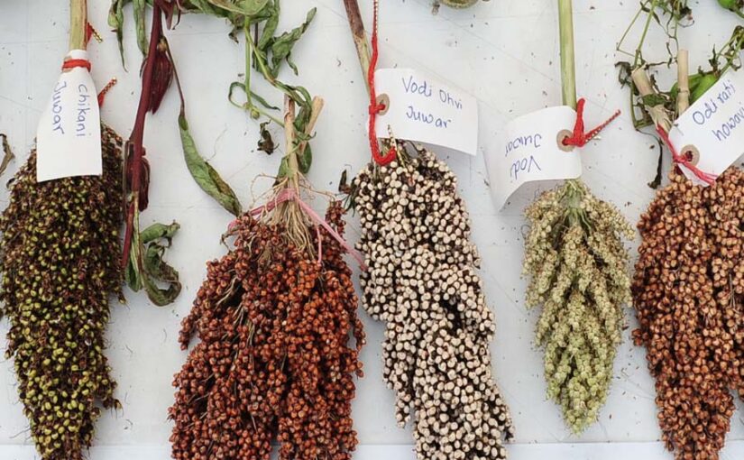 केन्‍या में आयोजित हुआ भारतअफ्रीका अंतर्राष्‍ट्रीय मोटा अनाज सम्‍मेलन