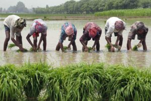 Paddy Farming