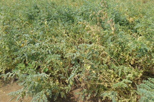 चने की वैज्ञानिक खेती से बढ़ाएं आमदनी