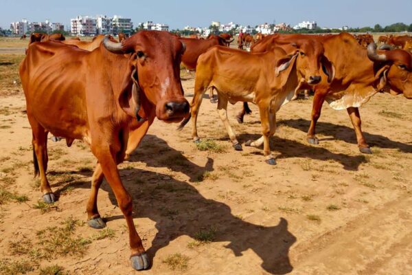 गिर गोवंश में नस्ल सुधार के लिए कृत्रिम गर्भाधान शुरू