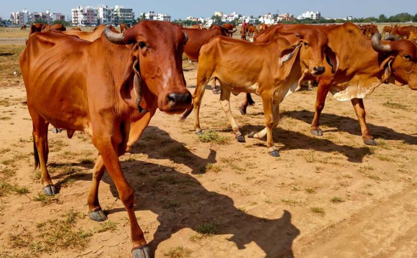 गिर गोवंश में नस्ल सुधार के लिए कृत्रिम गर्भाधान शुरू