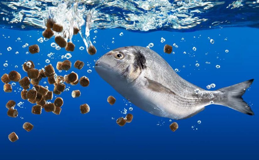 छोटे पैमाने पर मछली चारा मिल स्थापित करने के लिए पहल