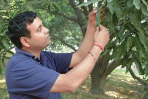 आम के बागों  में उर्वरक प्रबंधन