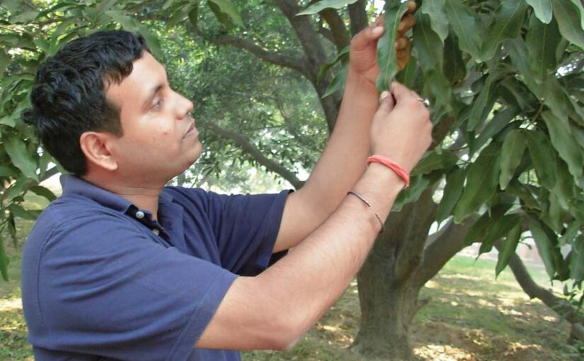 आम के बागों  में उर्वरक प्रबंधन