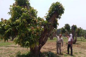 Mango Orchard