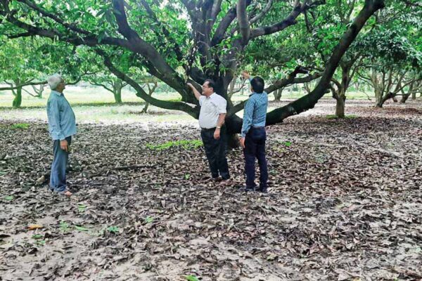 फल की तुड़ाई के उपरांत आम के बागों का प्रबंधन