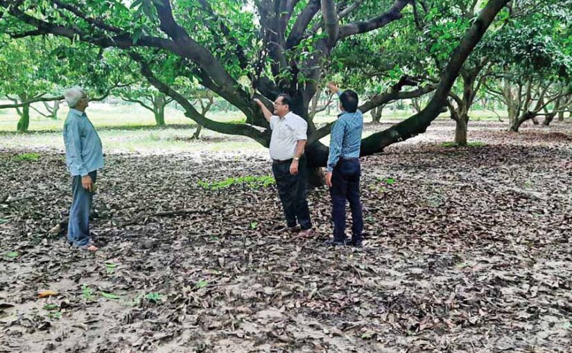 फल की तुड़ाई के उपरांत आम के बागों का प्रबंधन