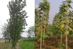 Agro Forest